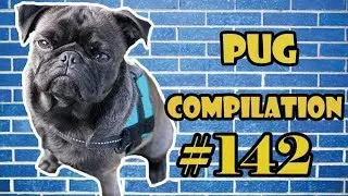 Pug Compilation 142 - Funny Dogs but only Pug Videos | Instapug