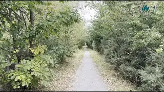 Walking a tree-covered forest trail