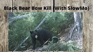 Maine Bear Hunting with a Bow (SlowMo Kill Footage)