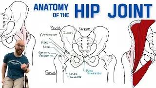 Anatomy of the Hip Joint | Bones, Ligaments, & Muscles