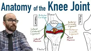 Anatomy of the Knee Joint