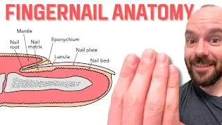 Nail Anatomy (Fingernails and Toenails) | Integumentary System