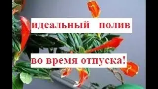 Автополив комнатных растений? ПРОЩЕ ПРОСТОГО!