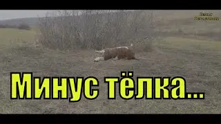 Сдохла телка. Потеря/ Семья Фетистовых