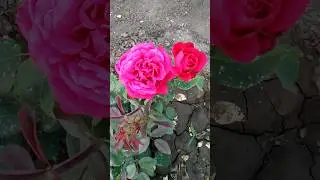 Чайно гибридная роза 🌹 Ботеро