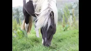 Kóngur frá Hveragerði