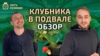 Выращивание клубники в подвале // обзор на мини-ферму