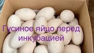 Подготовка и закладка инкубационного яйца Гусей для инкубатора/ Мыть или не мыть яйцо…