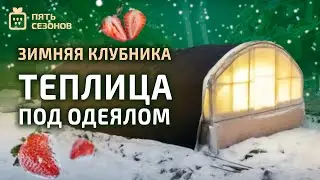 Зимняя клубника в Томске // Теплица под одеялом