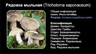 Рядовка мыльная (Tricholoma saponaceum)