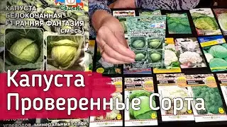 Лучшие Сорта Капусты. Супер Новинки и проверенные Сорта Капусты. Семена Седек, Семко.