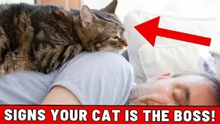 6 Signs Your Cat Thinks They're the Boss of You (THIS IS CRAZY BUT TRUE!)