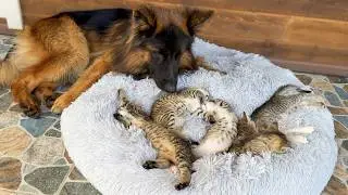 Foster Kittens Only Fall Asleep Next to Their German Shepherd Nanny