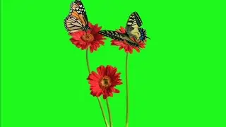 Green screen Butterfly effect HD video no copyright | by Crazy Editor