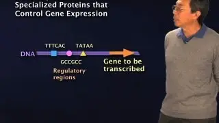 Transcription Factors - Robert Tjian (Berkeley/HHMI)