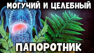 УЧЕНЫЕ ДОКАЗАЛИ! САМАЯ ЦЕЛЕБНАЯ ТРАВА ОТ ВСЕХ БОЛЕЗНЕЙ! Папоротник - Целебные свойства для организма