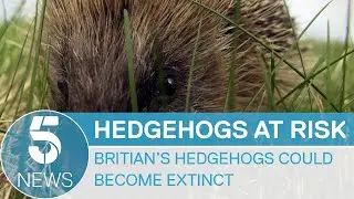 New campaign to save British hedgehogs from extinction | 5 News