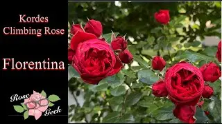 🌹Florentina / Amazing Kordes Red Climbing Rose / Zone 8a