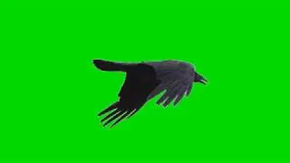 FREE HD Green Screen FLYING CROW SLO MO