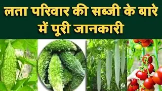 लता परिवार की सब्जी के बारे में पूरी जानकारी || Information about creeper family vegetable