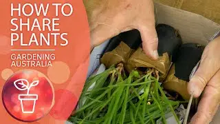 How to share plants | Gardening Hacks | Gardening Australia