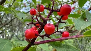 Good, Bad or Toxic? Let’s find out! (Red Elderberries)