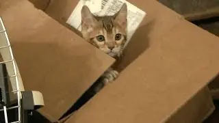 Bengal Kitten Is Clumsy