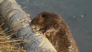 Top 10 Iconic Canadian Animals - Beaver