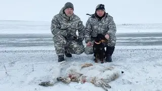 Охота на зайца с подхода и загоном. Hunting with a Jagdterrier#охота#охота с ягдтерьером