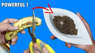 CORRECT METHOD TO MAKE BANANA PEEL FERTILIZER AND TEA TO BOOST BLOOMS