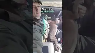 Le enseñó lenguaje de señas a un perrito sordo y le adoptó 