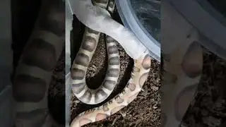 Scaleless Snake Shedding Skin || ViralHog