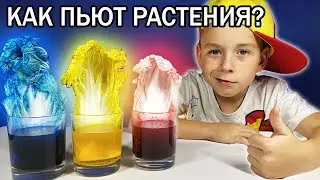 Как растения пьют воду? Опыт в домашних условиях. Видео для детей 6+