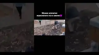 мужик хорош. видио не моё взято из тгк #собака #notfunny #mem #ночнойактив #прикол #respect