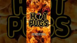 Doug the Pug conquered like Hot Pugs like a champ…or did he? 🌶️🍗 @FirstWeFeast #hotones