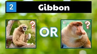 Animals That Start With G - Quiz | Guess The Animal