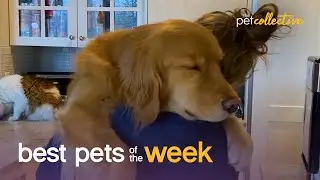 Dog-tired!!! | Best Pets of the Week