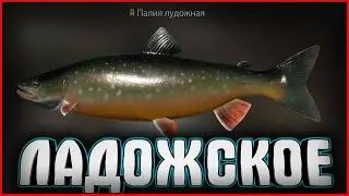 ТРОФ С 1 ЗАБРОСА (ПОЧТИ) ► ПАЛИЯ ► ЛАДОЖСКОЕ ОЗЕРО ► РУССКАЯ РЫБАЛКА 4