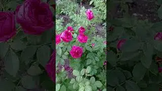 Англійська троянда William Shakespeare🌹 Вільям Шекспір 🌹,аромат неймовірний! +36 1.07.24.🇺🇦