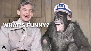 Why Do We Laugh?