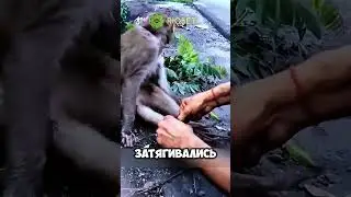 Помог обезьянке 🐒🐒 