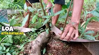 Potong cangkok dulu!!! Mulai dari nol membuat bonsai loa bogel