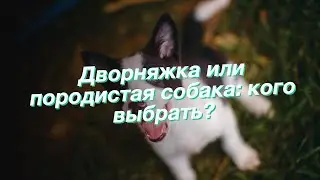 Дворняжка или породистая собака: кого выбрать?