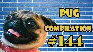 Pug Compilation 144 - Funny Dogs but only Pug Videos | Instapug