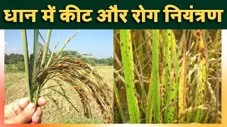 धान में कीट और रोग नियंत्रण || Insect and Pest Control in Paddy || Paddy || Rice