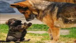 Funny and cute German Shepherd Dog videos compilation - Cute GSD videos