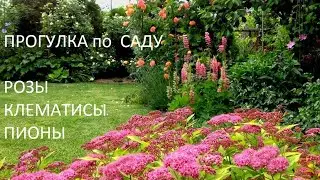 САД в  мае!!!  Зацветают РОЗЫ, да как ОБИЛЬНО!!! Прогулка по майскому саду просто РЕЛАКС