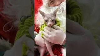 Marshall Meets Santa 🎅🏼 #shorts #sphynx #hairlesscat #pets #vlog