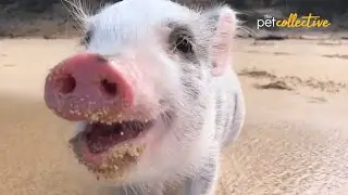 The Most Adorable Mini Pigs | Ultimate Compilation of Teacup Pigs