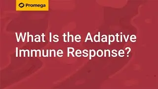 What Is the Adaptive Immune Response?